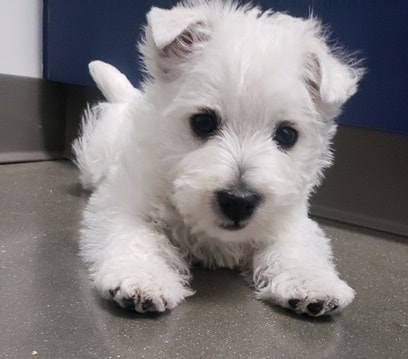 Sweet little white puppy at AHC Leawood. 