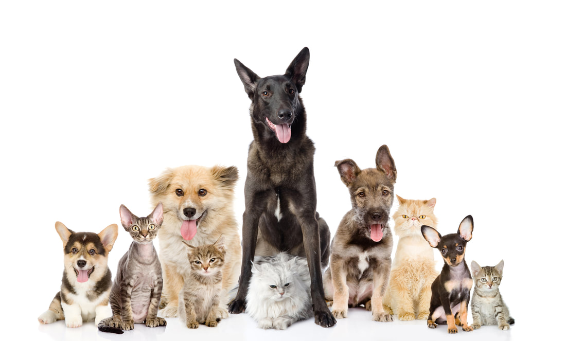 Leawood Kansas Veterinarian for cats and dogs